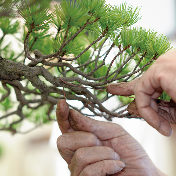 焼き銅線「佳由架」PRO (#22) 0.7mm 1kg | 盆栽、盆栽書籍、盆栽鉢の