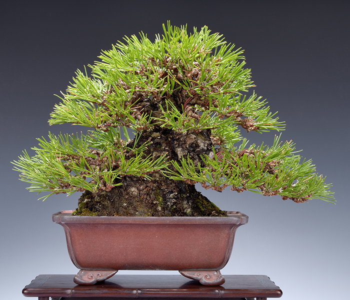 アルミ線 6.0mm | 盆栽、盆栽書籍、盆栽鉢の通販│近代出版