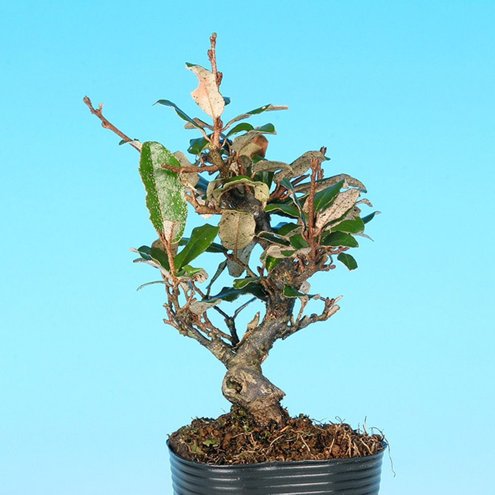 小葉寒ぐみ | 盆栽、盆栽書籍、盆栽鉢の通販│近代出版