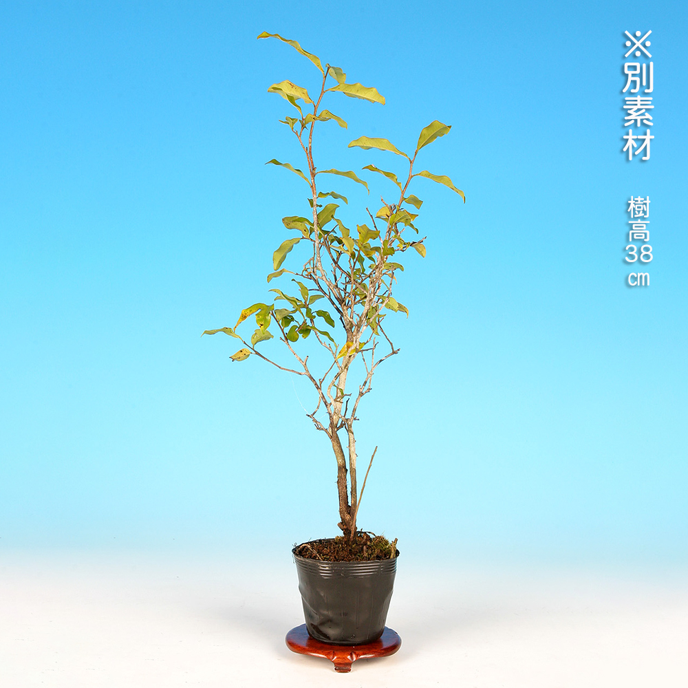 常盤柿（雄木） | 盆栽、盆栽書籍、盆栽鉢の通販│近代出版