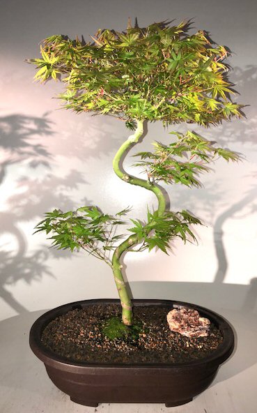 Japanese Green Maple Bonsai Tree Curved 