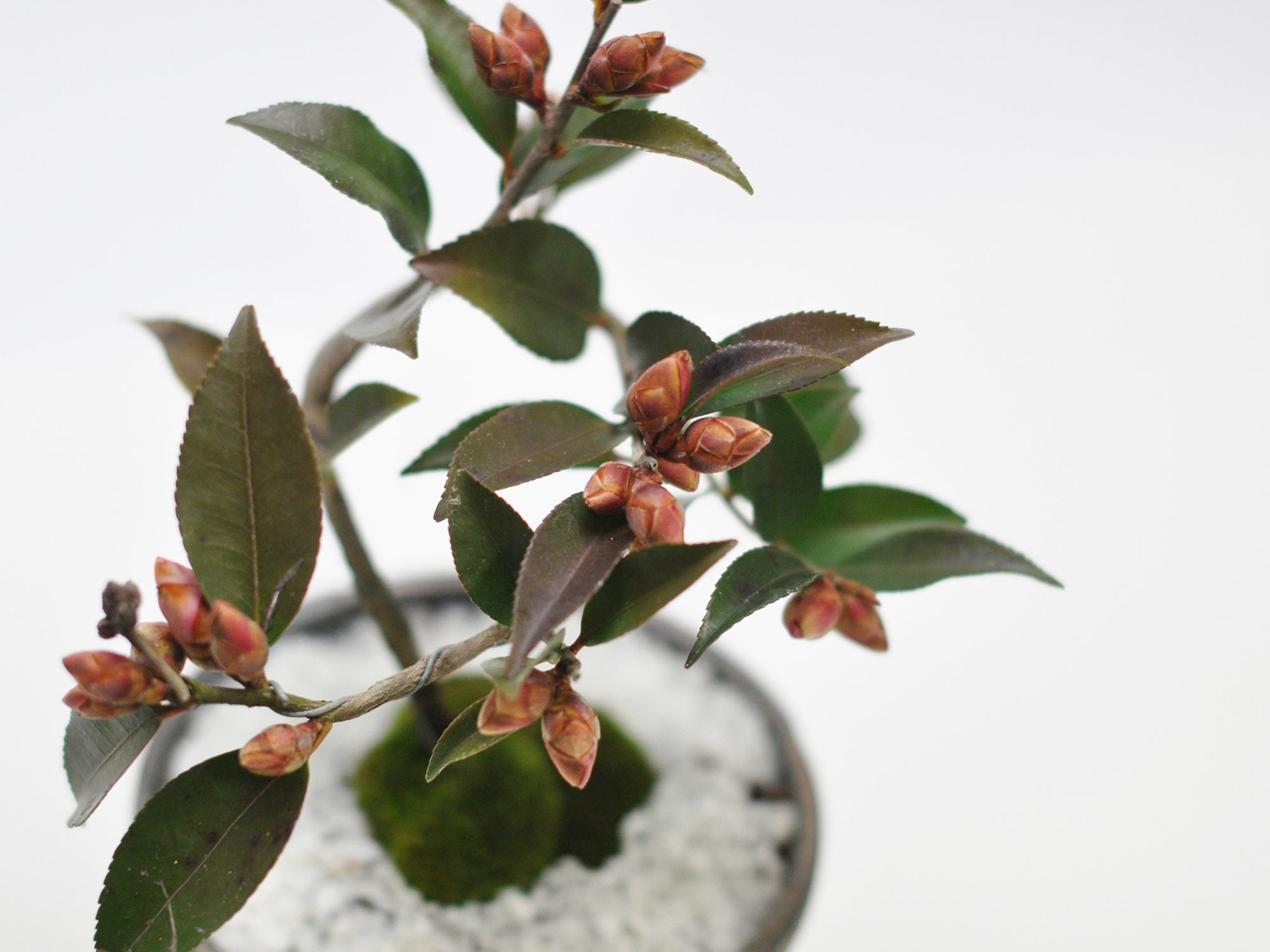 椿の盆栽を販売｜入門は盆栽妙 – 盆栽妙 本店