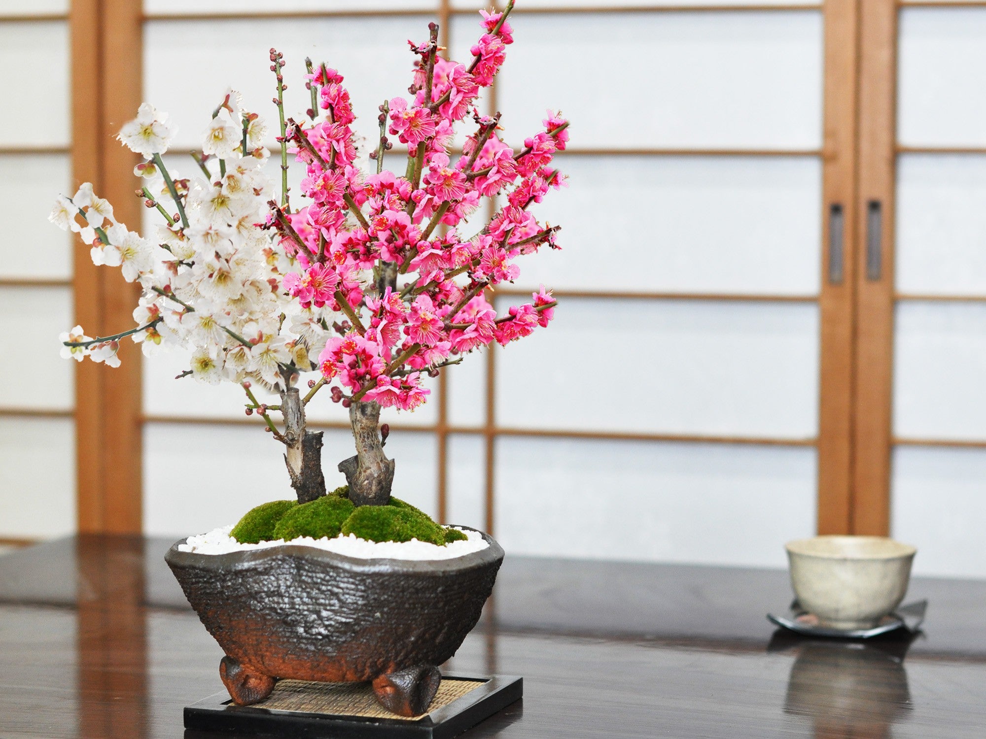 紅梅と白梅の二本植えの盆栽｜盆栽妙 – 盆栽妙 本店