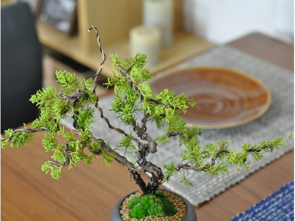 真柏の盆栽 信楽焼金彩丸鉢を販売｜入門は盆栽妙 – 盆栽妙 本店