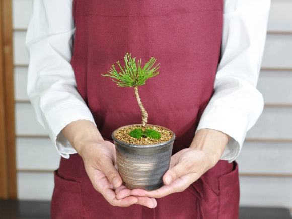 ミニ赤松の盆栽を販売｜入門は盆栽妙 – 盆栽妙 本店