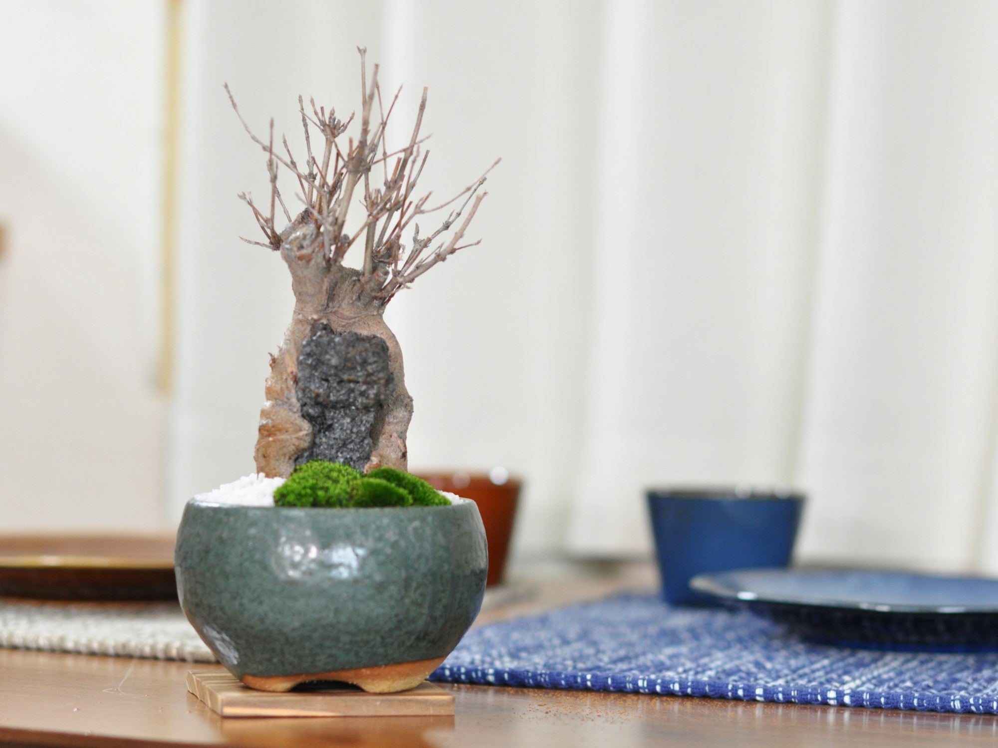 石付き楓の盆栽の販売｜盆栽妙 – 盆栽妙 本店