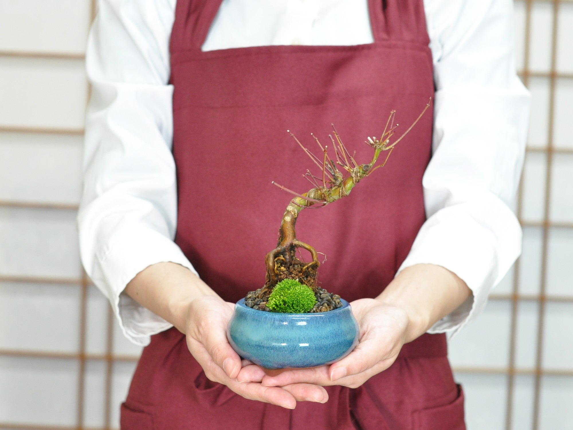 ミニ山もみじの盆栽の販売｜盆栽妙 – 盆栽妙 本店