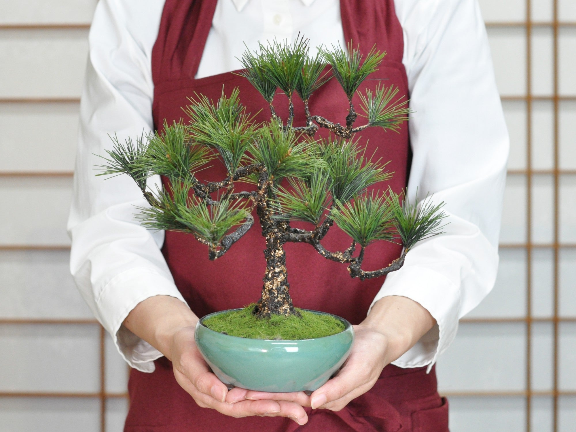 造花盆栽 松 中サイズの販売｜盆栽妙 – 盆栽妙 本店