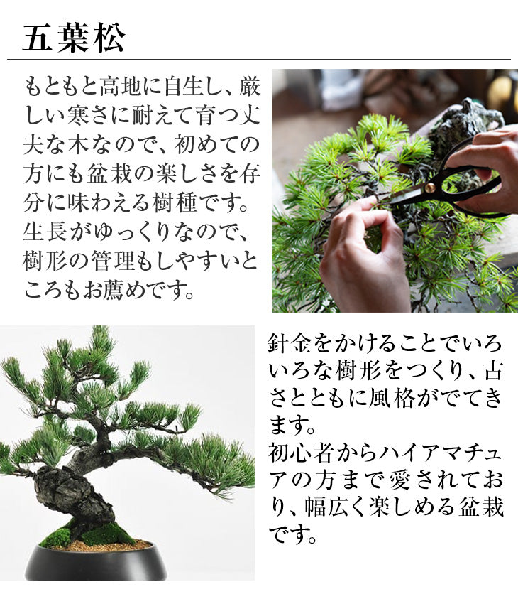 和モダン五葉松 中サイズ 漆黒浅丸 受け皿付きの盆栽を販売｜盆栽妙
