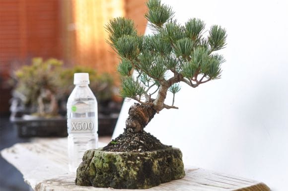 会員様限定】五葉松の石付き盆栽の盆栽を販売｜はじめる専門店 盆栽妙