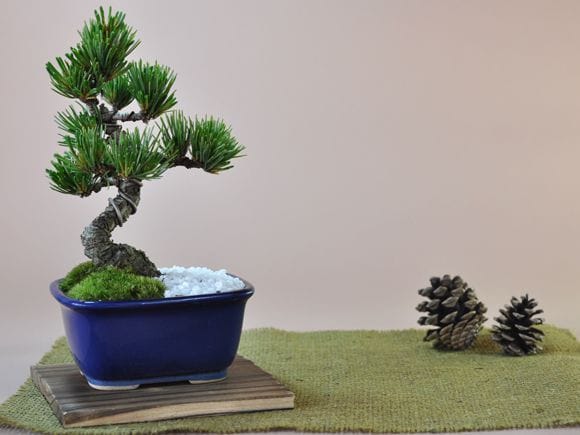 お手頃価格な格安お試し盆栽 五葉松 青鉢の盆栽を販売｜入門は盆栽妙
