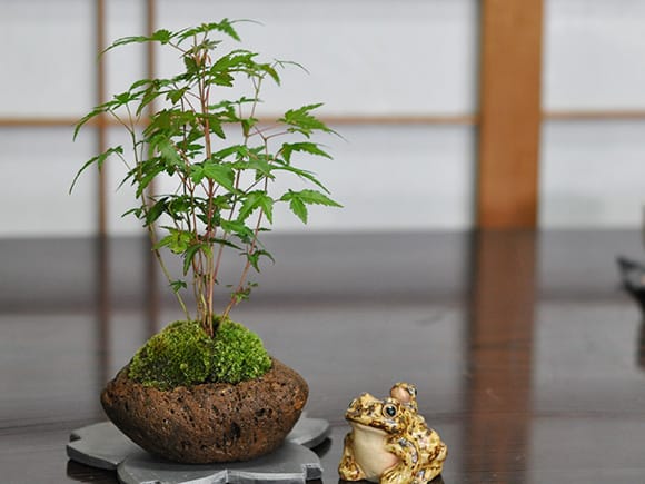 山もみじ寄せ植え 石付きを販売｜入門は盆栽妙 – 盆栽妙 本店