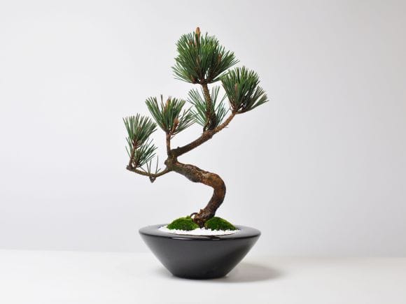 寿松の盆栽を販売｜入門は盆栽妙 – 盆栽妙 本店