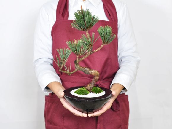 寿松の盆栽を販売｜入門は盆栽妙 – 盆栽妙 本店