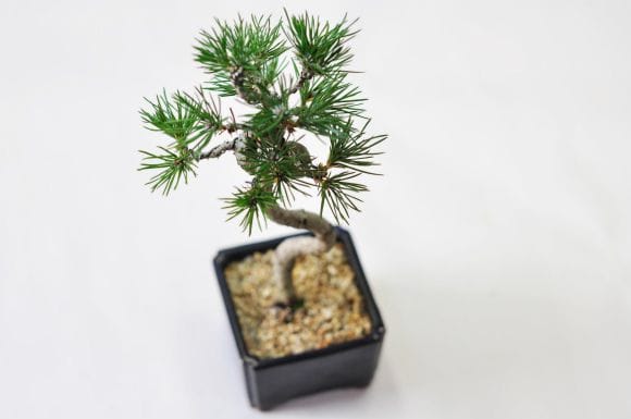 文人黒松の盆栽を販売｜入門は盆栽妙 – 盆栽妙 本店