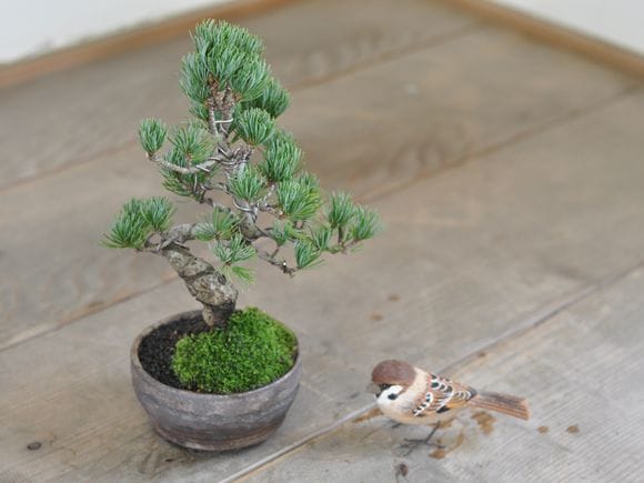 四国五葉松の盆栽を販売｜入門は盆栽妙 – 盆栽妙 本店
