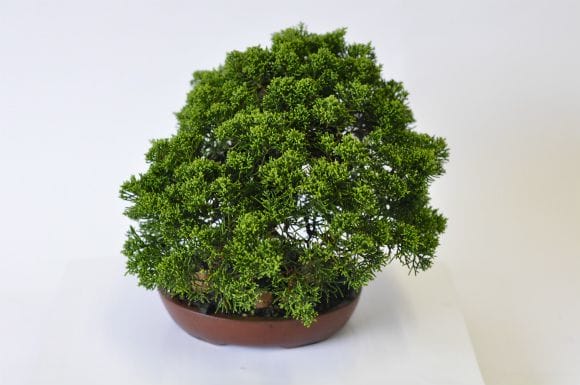 真柏 1点もの No.521の盆栽を販売｜通信講座は盆栽妙 – 盆栽妙 本店