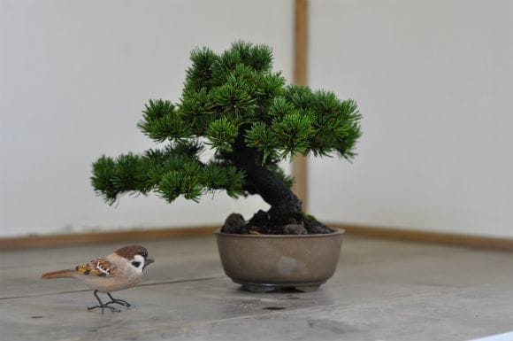 那須娘 五葉松 1点もの No.526の盆栽を販売｜通信講座は盆栽妙 – 盆栽