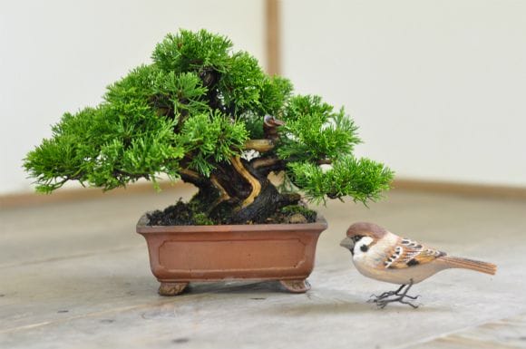 真柏 1点もの No.537の盆栽を販売｜通信講座は盆栽妙 – 盆栽妙 本店