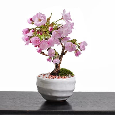 桜（サクラ）盆栽の販売｜盆栽妙 – 盆栽妙 本店