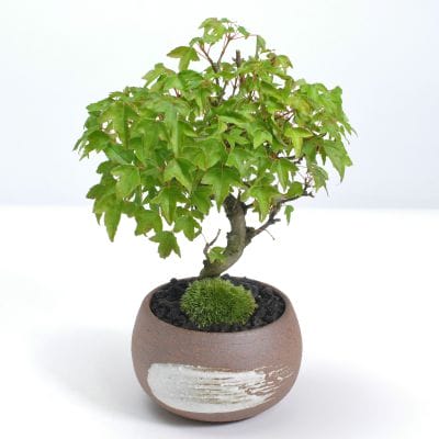 カエデ（楓）盆栽の販売｜盆栽妙 – 盆栽妙 本店