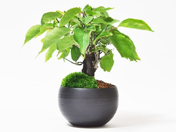 野梅の盆栽を販売｜入門は盆栽妙 – 盆栽妙 本店