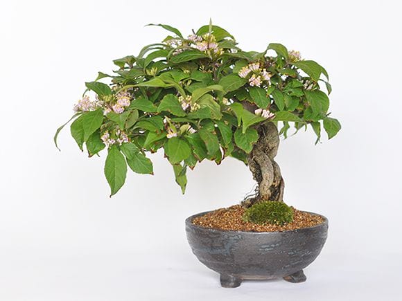 紫式部の盆栽を販売｜盆栽妙 – 盆栽妙 本店