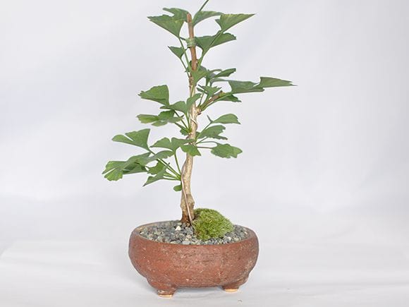 イチョウ 銀杏の盆栽を販売｜盆栽妙 – 盆栽妙 本店