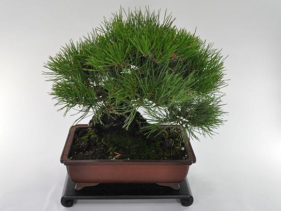 や*す様 三河黒松『全長約180㎝赤松/五葉松,盆栽 近畿地方限定着払い