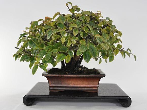 一点物 匠の盆栽】カリンの盆栽を販売｜盆栽妙 – 盆栽妙 本店