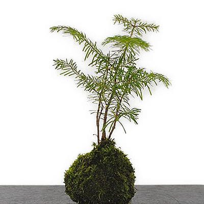 岩石性黒松の盆栽を販売｜盆栽妙 – 盆栽妙 本店