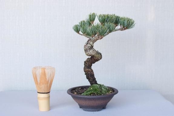 一点物 匠の盆栽】 五葉松 宮島五葉 No.129｜盆栽妙 – 盆栽妙 本店