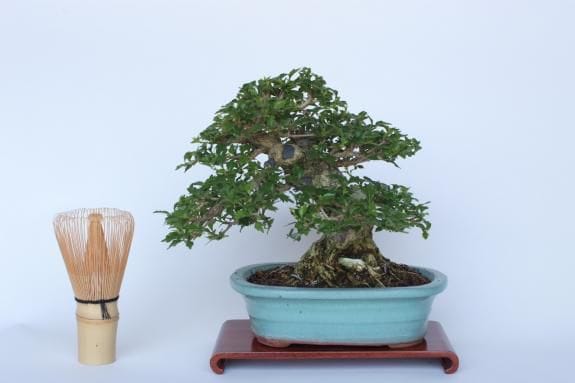 一点物 匠の盆栽】 匂い楓 No.190｜盆栽妙 – 盆栽妙 本店