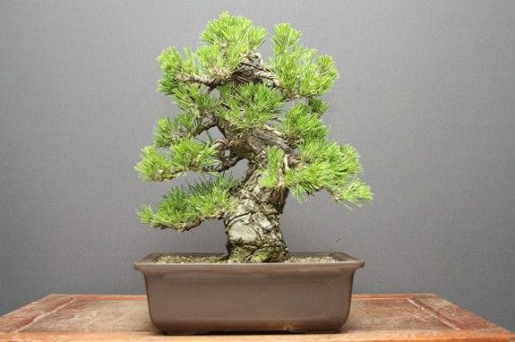 黒松 中品盆栽 樹齢25年の一点物盆栽を販売｜盆栽妙 – 盆栽妙 本店