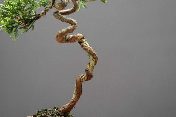 糸魚川真柏 豆盆栽 樹齢15年の一点物盆栽を販売｜盆栽妙 – 盆栽妙 本店