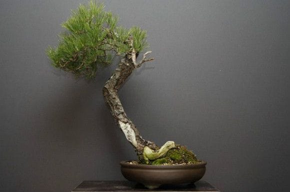 黒松 大品盆栽 樹齢40年の一点物盆栽を販売｜盆栽妙 – 盆栽妙 本店