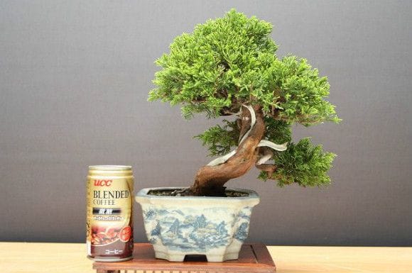 糸魚川真柏 小品盆栽 樹齢25年の一点物盆栽を販売｜盆栽妙 – 盆栽妙 本店