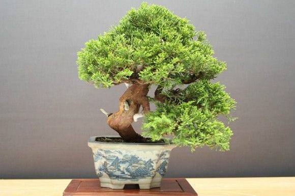 糸魚川真柏 小品盆栽 樹齢25年の一点物盆栽を販売｜盆栽妙 – 盆栽妙 本店