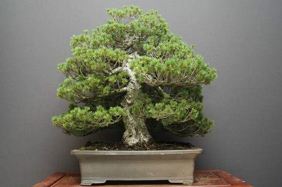 瑞祥五葉松 大品盆栽 樹齢40年の一点物盆栽を販売｜盆栽妙 – 盆栽妙 本店