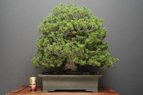 瑞祥五葉松 大品盆栽 樹齢40年の一点物盆栽を販売｜盆栽妙 – 盆栽妙 本店