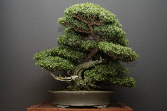 山採り杜松 大品盆栽 樹齢80年の一点物盆栽を販売｜盆栽妙 – 盆栽妙 本店