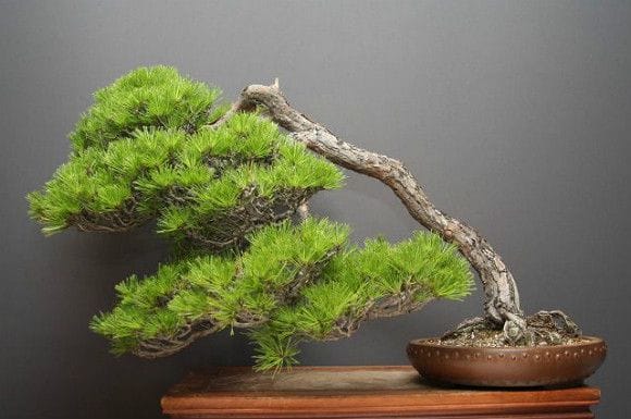 赤松 大品盆栽 樹齢50年の一点物盆栽を販売｜盆栽妙 – 盆栽妙 本店