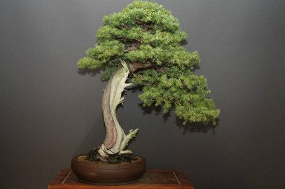 山採り杜松 大品盆栽 樹齢80年の一点物盆栽を販売｜盆栽妙 – 盆栽妙 本店