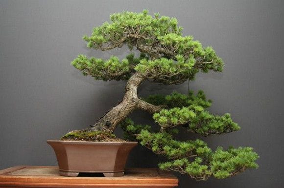 瑞祥五葉松 大品盆栽 樹齢40年の一点物盆栽を販売｜盆栽妙 – 盆栽妙 本店