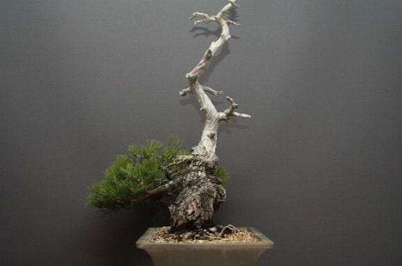 山採り淡路黒松 大品盆栽 樹齢100年の一点物盆栽を販売｜盆栽妙 – 盆栽