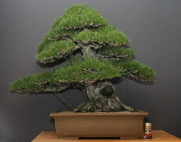 山採り黒松 大品盆栽 樹齢100年の一点物盆栽を販売｜盆栽妙 – 盆栽妙 本店