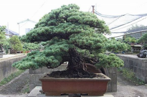 五葉松 大品盆栽 樹齢100年の一点物盆栽を販売｜盆栽妙 – 盆栽妙 本店