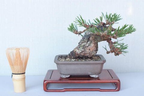一点物 匠の盆栽】 黒松 瑞宝 No.55｜盆栽妙 – 盆栽妙 本店