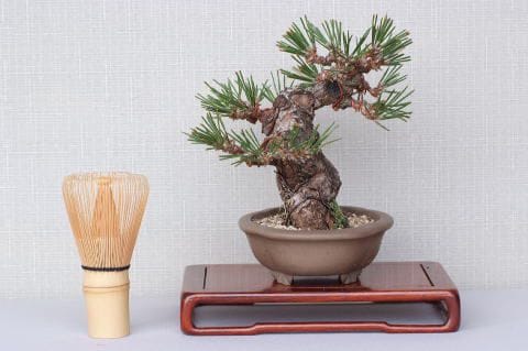 一点物 匠の盆栽】 黒松 瑞宝 No.65｜盆栽妙 – 盆栽妙 本店