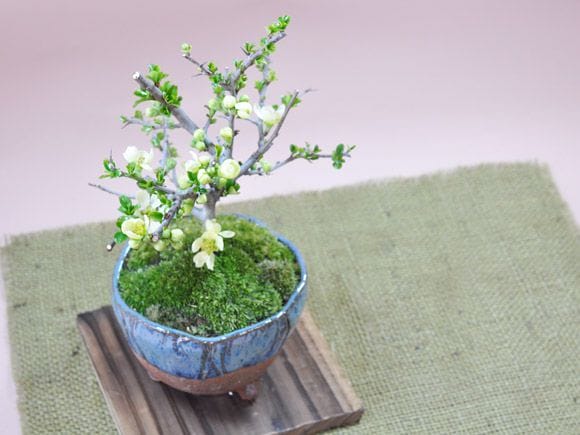 長寿梅紅白セットの盆栽を販売｜入門は盆栽妙 – 盆栽妙 本店